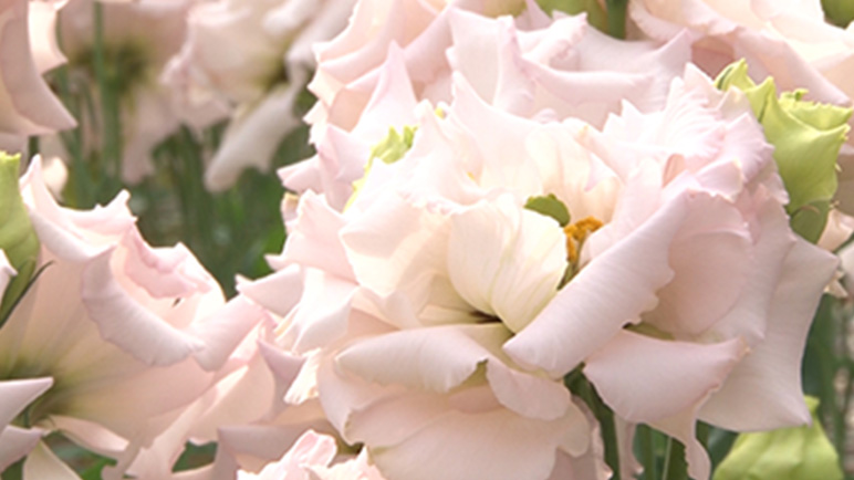 トルコギキョウ